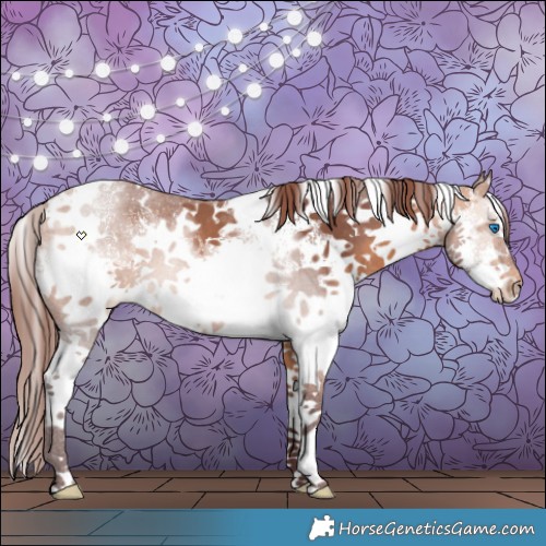 Horse Color:White Spotted Chocolate Bay Splash Appaloosa 