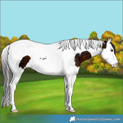 Horse Color:Brown Ice Splash Tobiano 