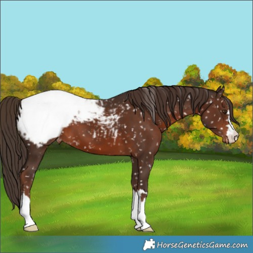 Horse Color:Liver Chestnut Appaloosa 