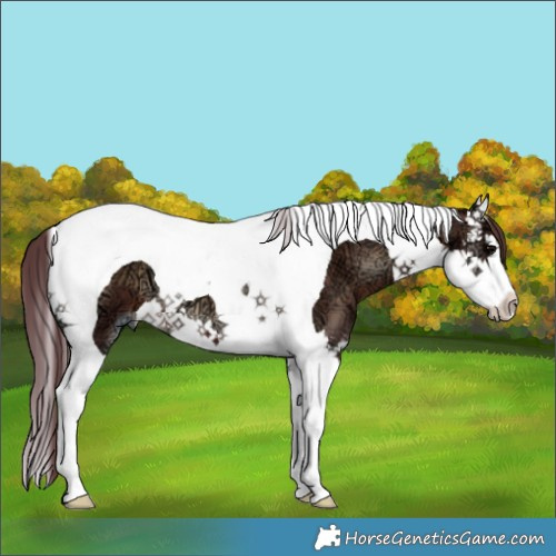 Horse Color:Chocolate Brown Ice Onyx Splash Tobiano 