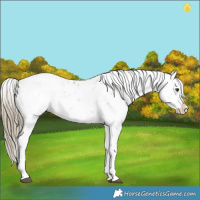 Horse Color:Liver Chestnut Sabino Splash Snowcap 