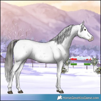 Horse Color:Liver Chestnut Sabino Splash Snowflake Varnish