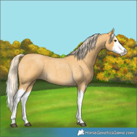Horse Color:Palomino Roan Splash 
