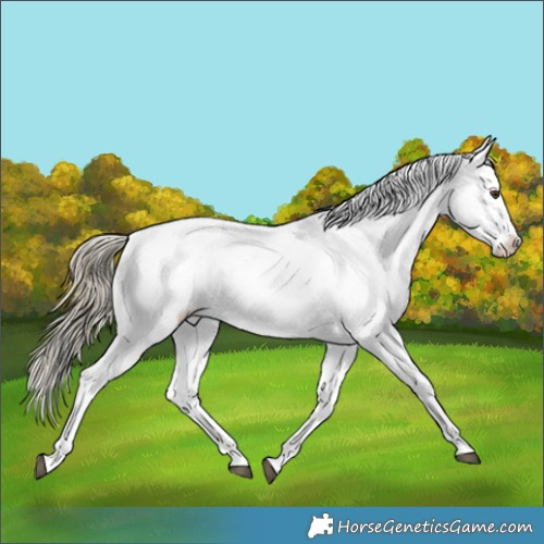 Horse Color:Liver Chestnut Sabino Splash Appaloosa 