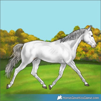 Horse Color:Liver Chestnut Sabino Splash Snowflake Varnish