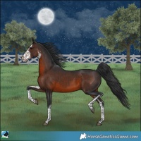 Horse Color:White Spotted Brown Mushroom