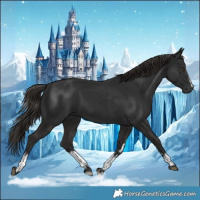 Horse Color:Gray White Spotted Liver Chestnut