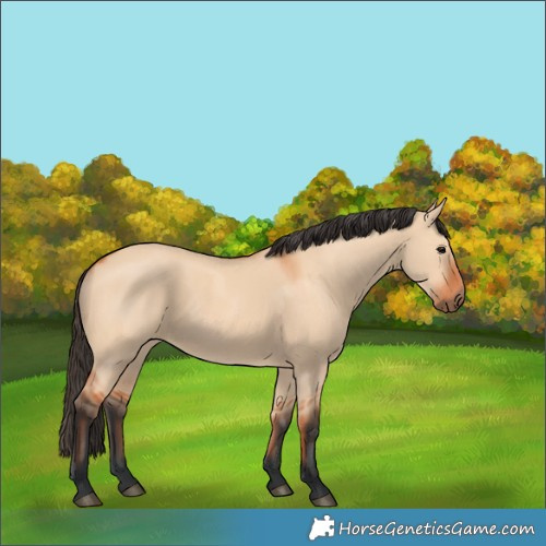 Horse Color:Bay Dun