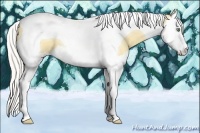 Horse Color:Silver Amber Cream Champagne Dun Splash Tobiano 
