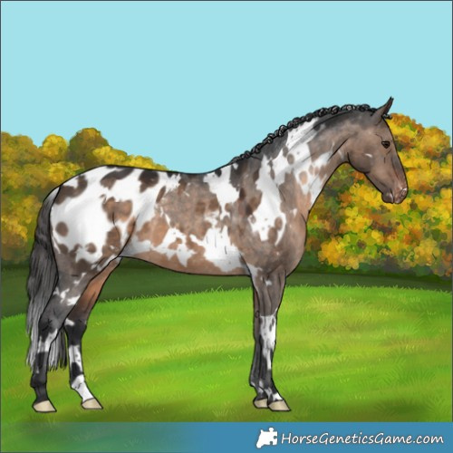 Horse Color:White Spotted Brown Dun Appaloosa 