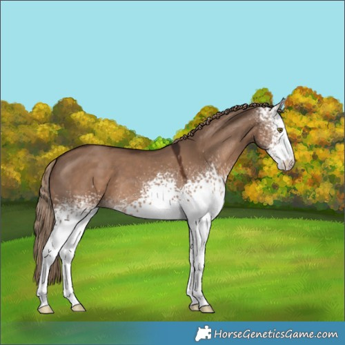 Horse Color:White Spotted Liver Red Dun 