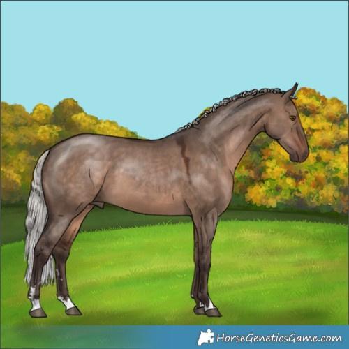 Horse Color:Silver Brown Dun 