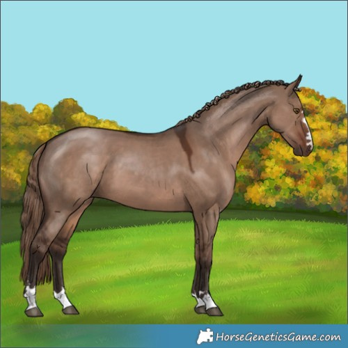 Horse Color:Liver Red Dun 