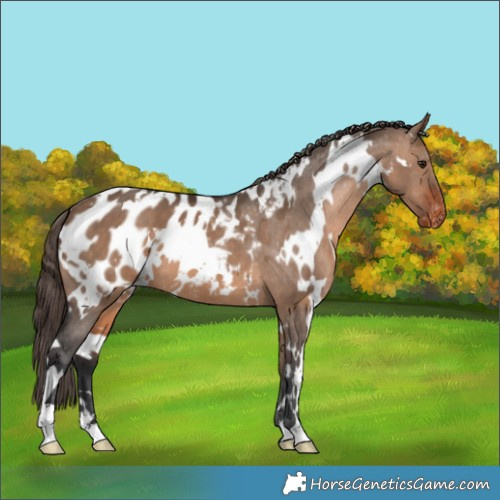 Horse Color:White Spotted Bay Dun Appaloosa 
