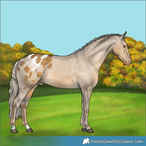 Horse Color:Chocolate Palomino Dun Appaloosa 