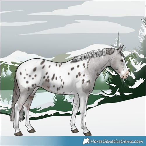 Horse Color:Liver Chestnut Sabino Splash Tobiano Appaloosa 