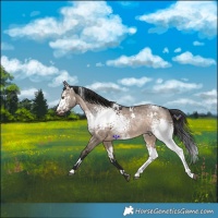 Horse Color:White Spotted Brown Dun Rabicano 