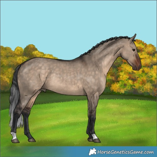 Horse Color:Brown Dun Rabicano 