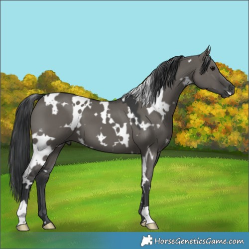 Horse Color:White Spotted Grullo 