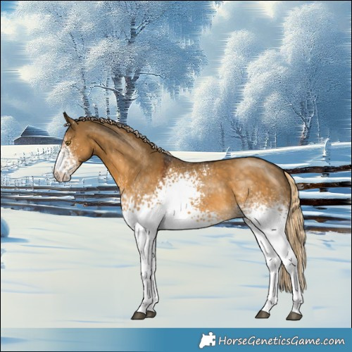 Horse Color:White Spotted Chocolate Palomino Dun 