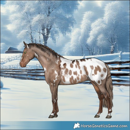 Horse Color:White Spotted Liver Red Dun Appaloosa 