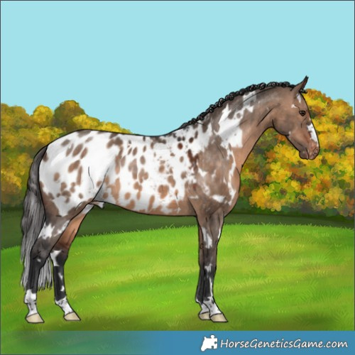 Horse Color:White Spotted Brown Dun Appaloosa 