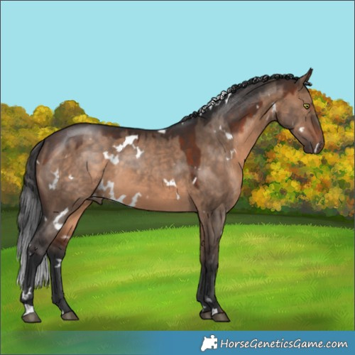 Horse Color:White Spotted Brown Dun 