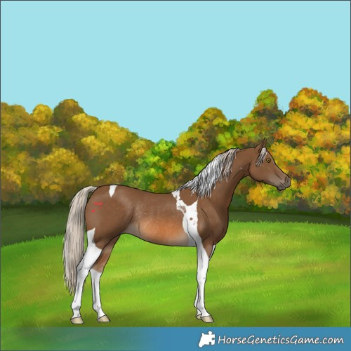 Horse Color:Chocolate Palomino Tobiano Rabicano 