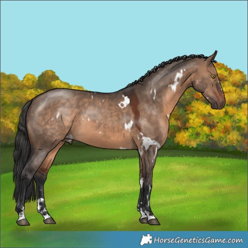 Horse Color:White Spotted Brown Dun 