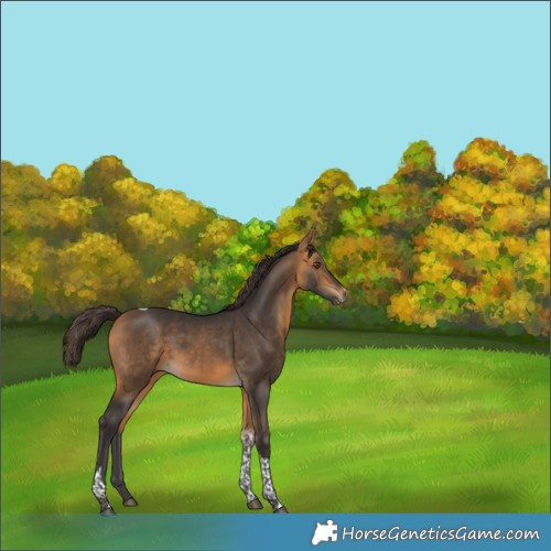 Horse Color:Buckskin Tobiano 