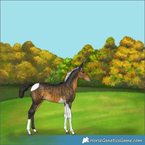 Horse Color:Buckskin Tobiano 