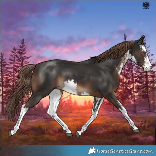 Horse Color:White Spotted Liver Chestnut 
