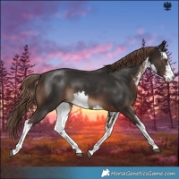 Horse Color:White Spotted Liver Chestnut