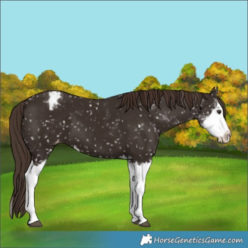 Horse Color:Liver Chestnut Sabino Splash Appaloosa