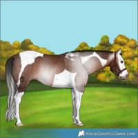 Horse Color:Gray Bay Splash Tobiano Rabicano 