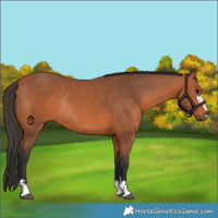 Horse Color:Bay Rabicano 