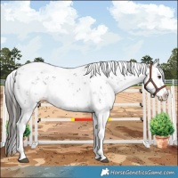Horse Color:Liver Chestnut Sabino Splash Appaloosa
