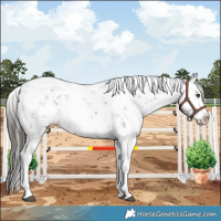 Horse Color:Liver Chestnut Sabino Splash Appaloosa 