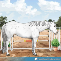 Horse Color:Liver Chestnut Sabino Splash Snowcap