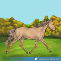 Horse Color:Red Dun 