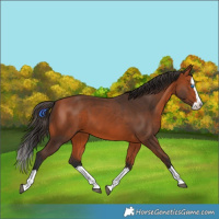 Horse Color:Bay Splash 