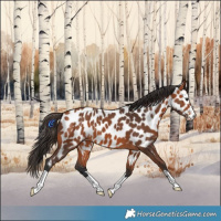 Horse Color:Bay Appaloosa 