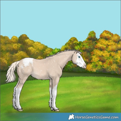 Horse Color:Cremello Sabino Splash Appaloosa 