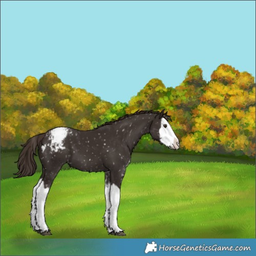 Horse Color:Liver Chestnut Sabino Splash Appaloosa 