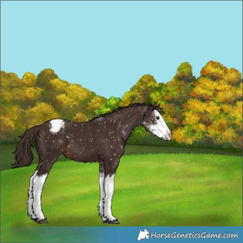 Horse Color:Liver Chestnut Sabino Splash Appaloosa 