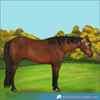 Horse Color:Gray Bay 
