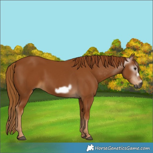 Horse Color:Gray Chestnut Frame 