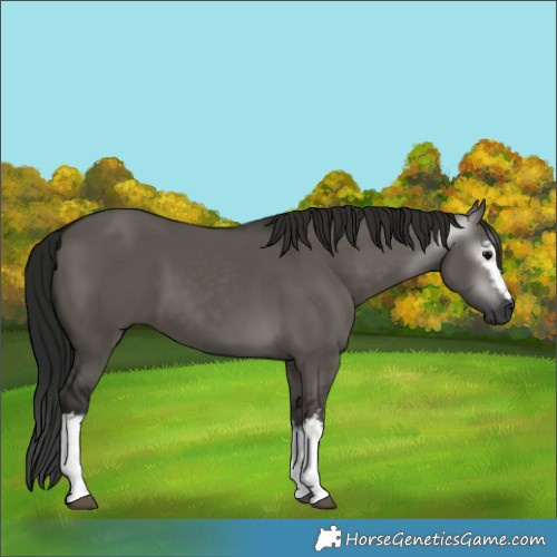 Horse Color:Gray White Spotted Grullo 