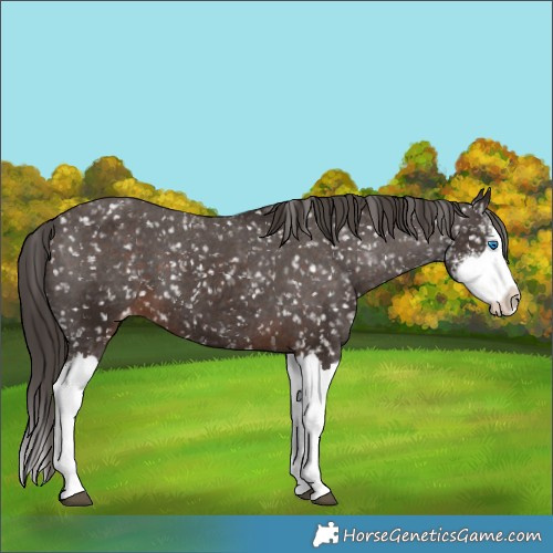 Horse Color:Unknown 
