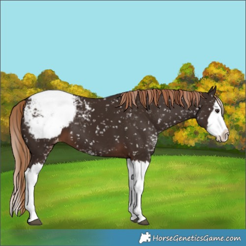 Horse Color:Unknown 